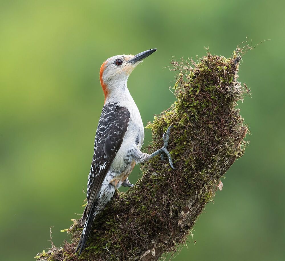 Дятлы. Каролинский меланерпес  и их молодняк. Red-bellied Woodpecker