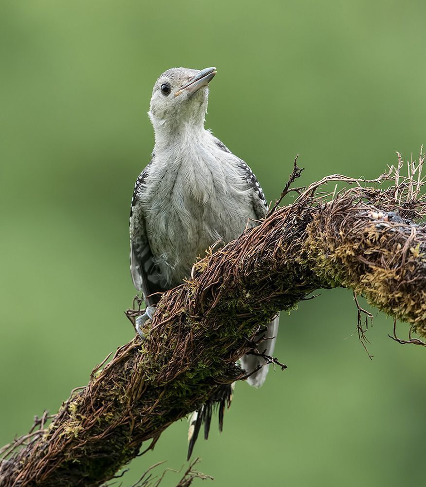 Дятлы. Каролинский меланерпес  и их молодняк. Red-bellied Woodpecker