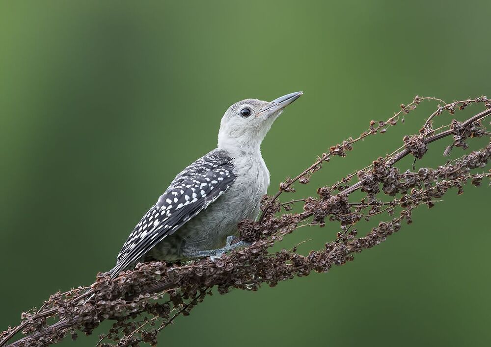 Дятлы. Каролинский меланерпес  и их молодняк. Red-bellied Woodpecker