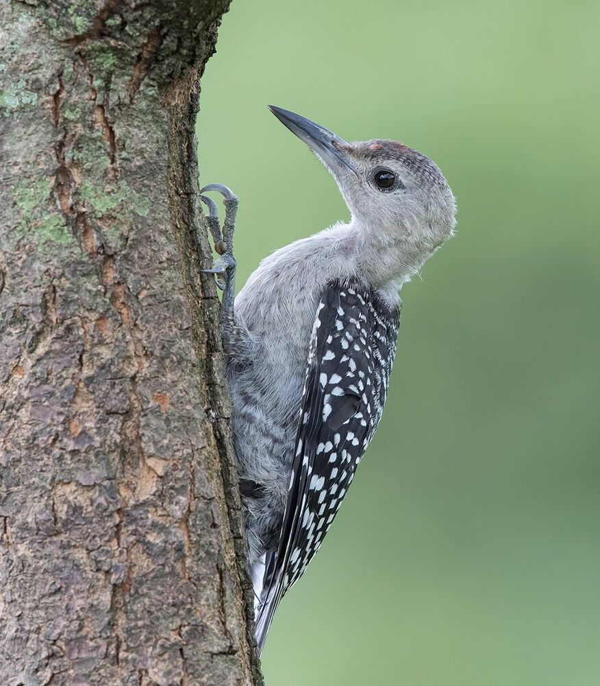 Дятлы. Каролинский меланерпес  и их молодняк. Red-bellied Woodpecker