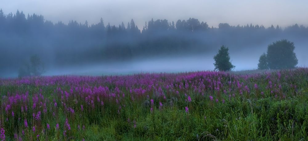 Цветущие луга иван&ndash;чая