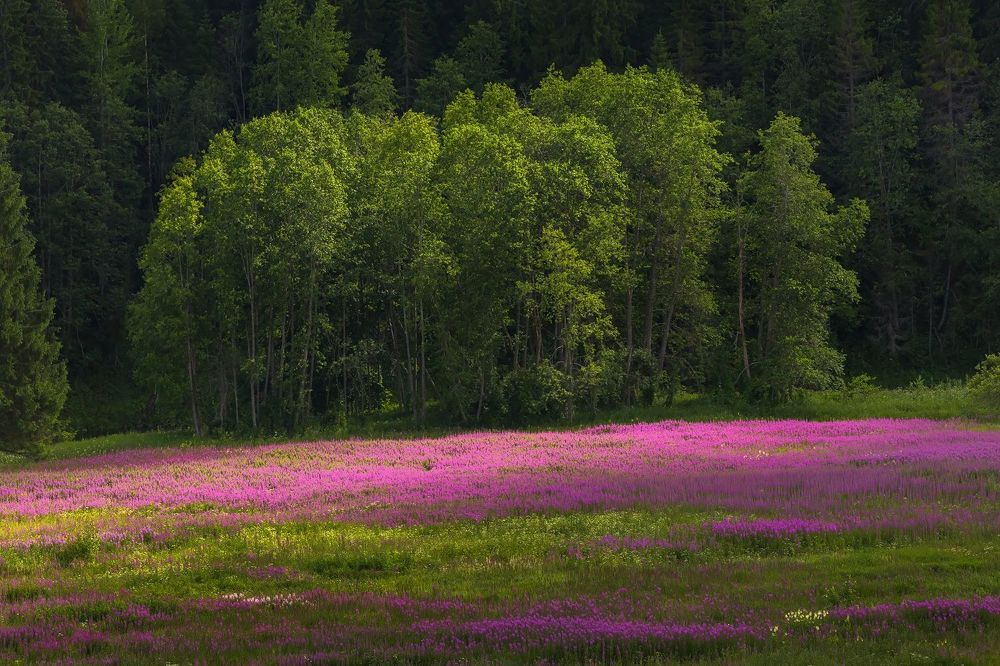 Настроение летнего луга.