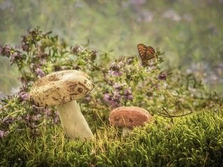 - Ну в кого ты такой уродился? Наверное бабочка споры красноголовика занесла!