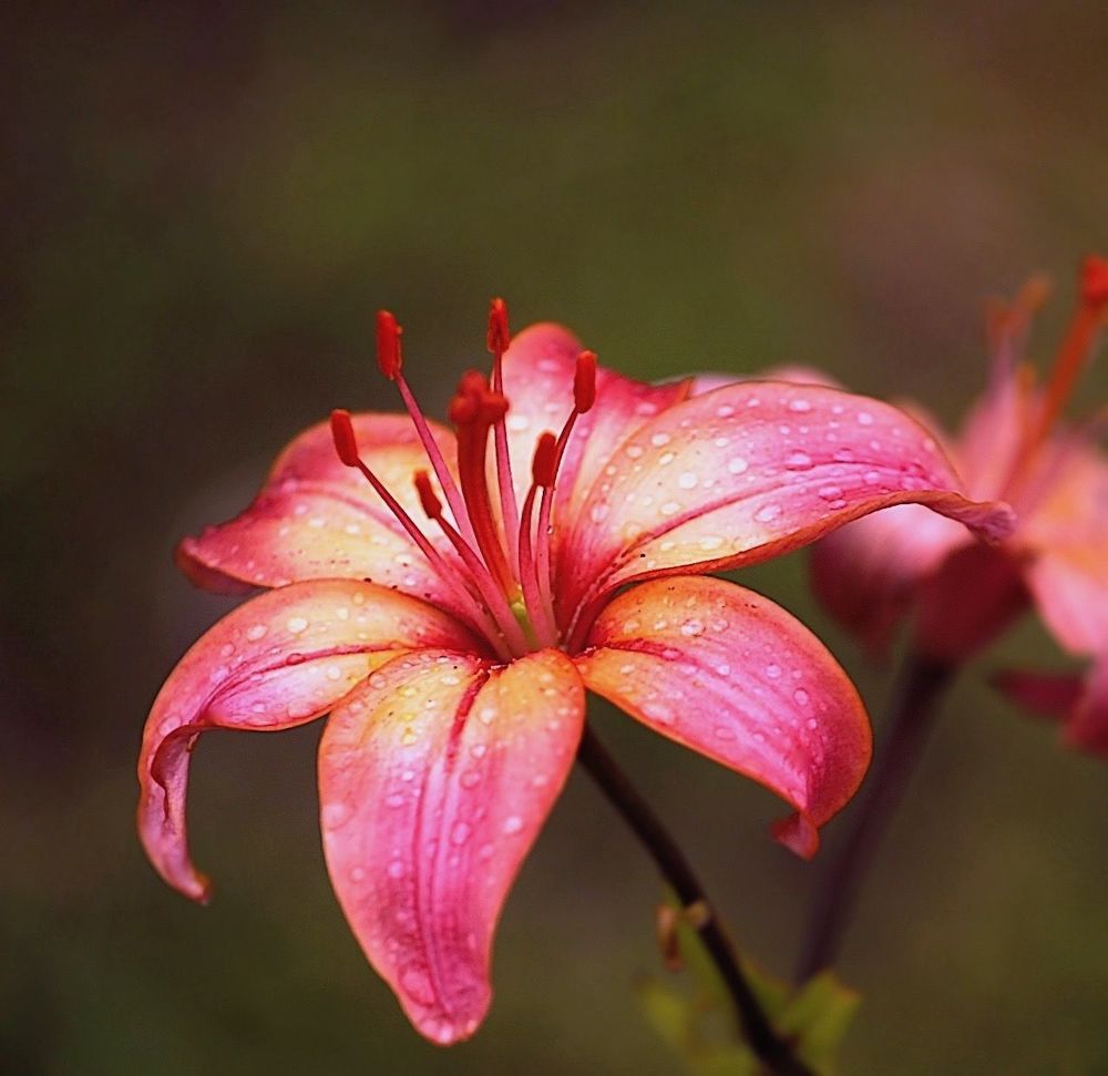 Lily