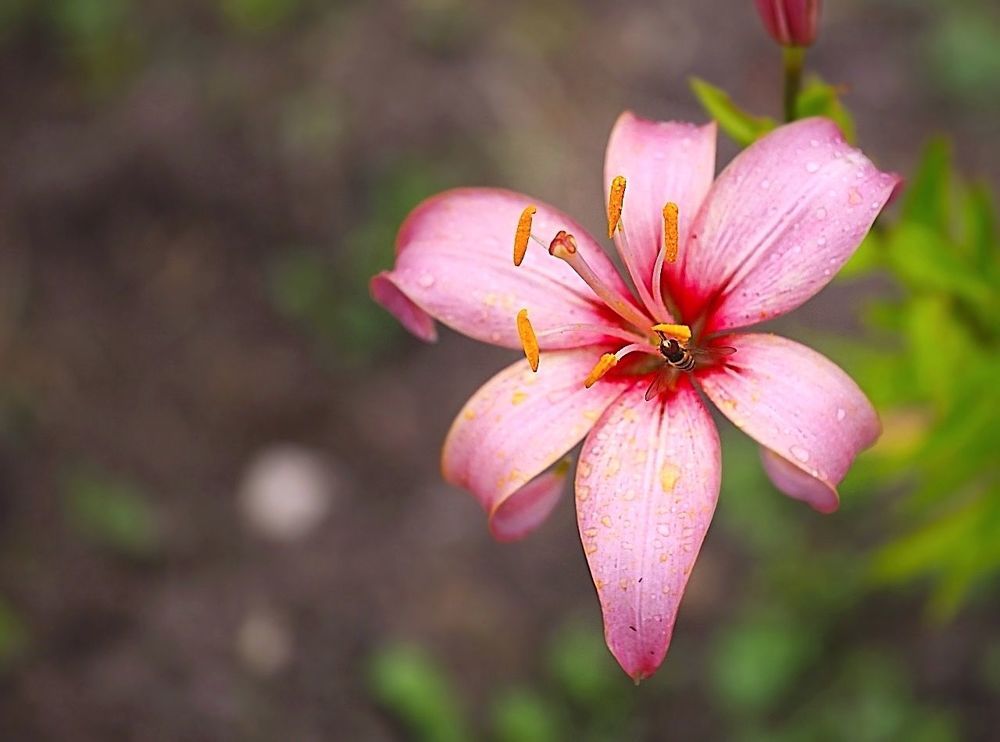 Lily