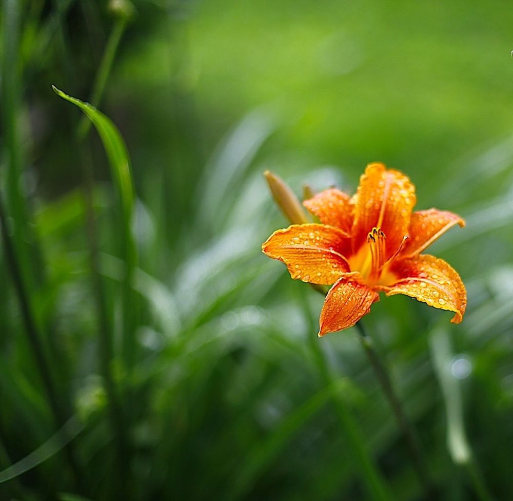 Lily