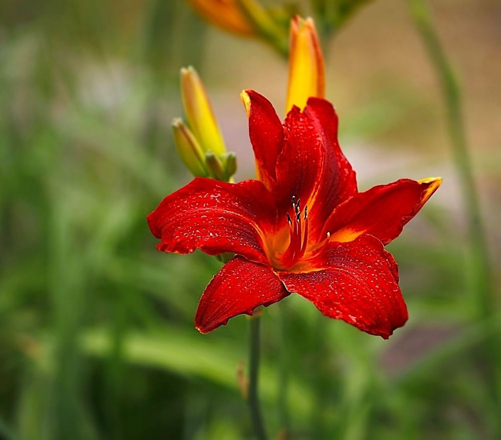 Lily