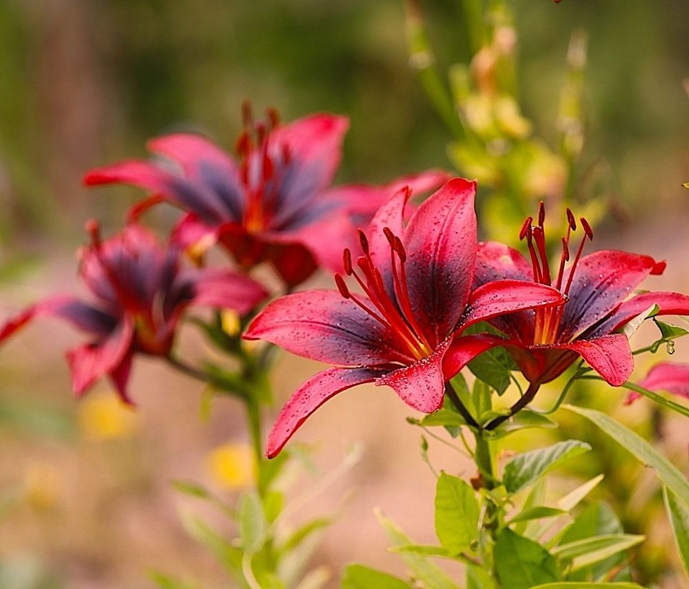 Lily