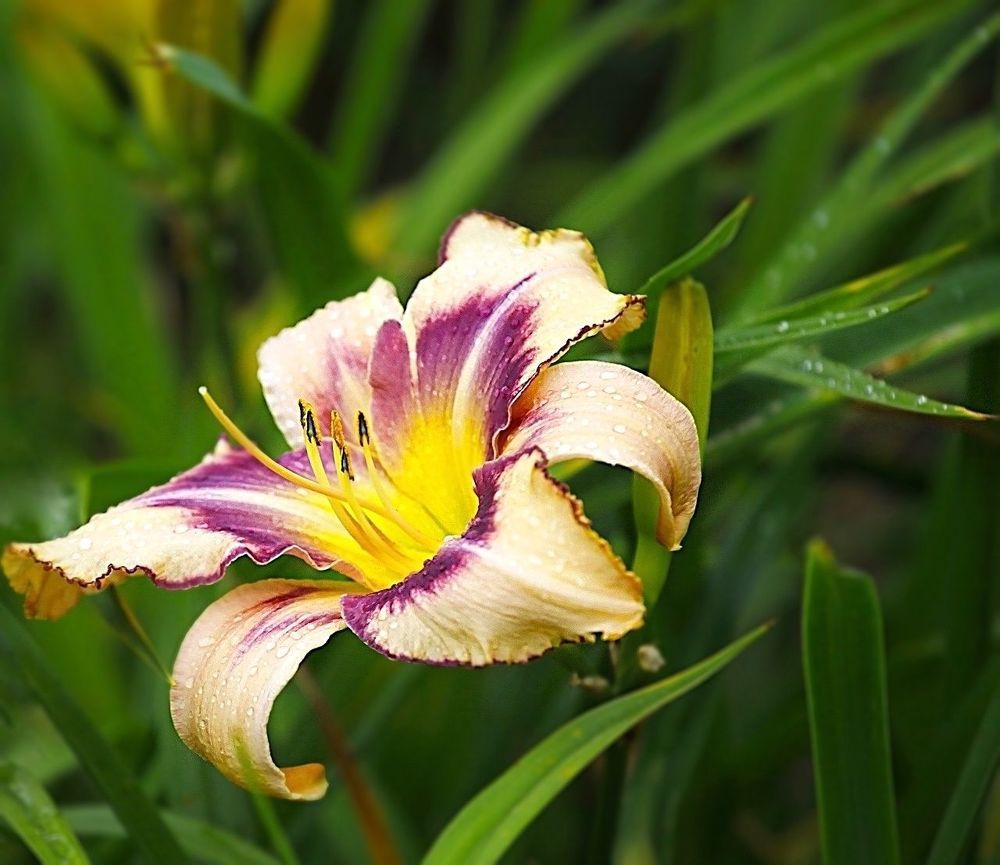 Lily