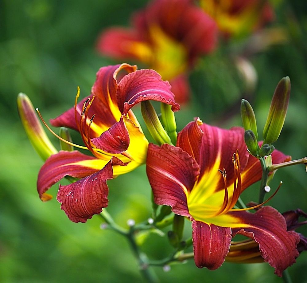 Lily