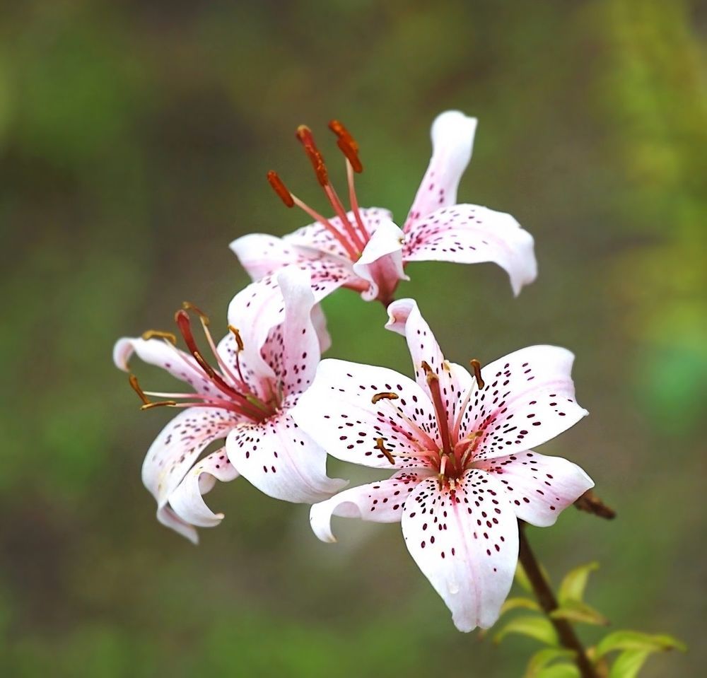 Lily