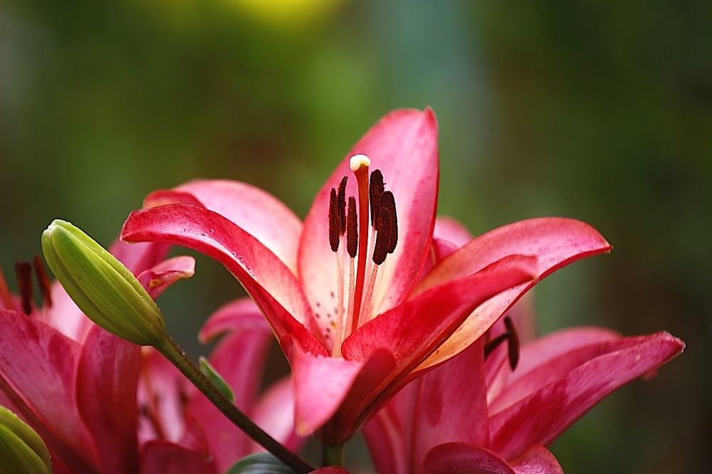 Lily