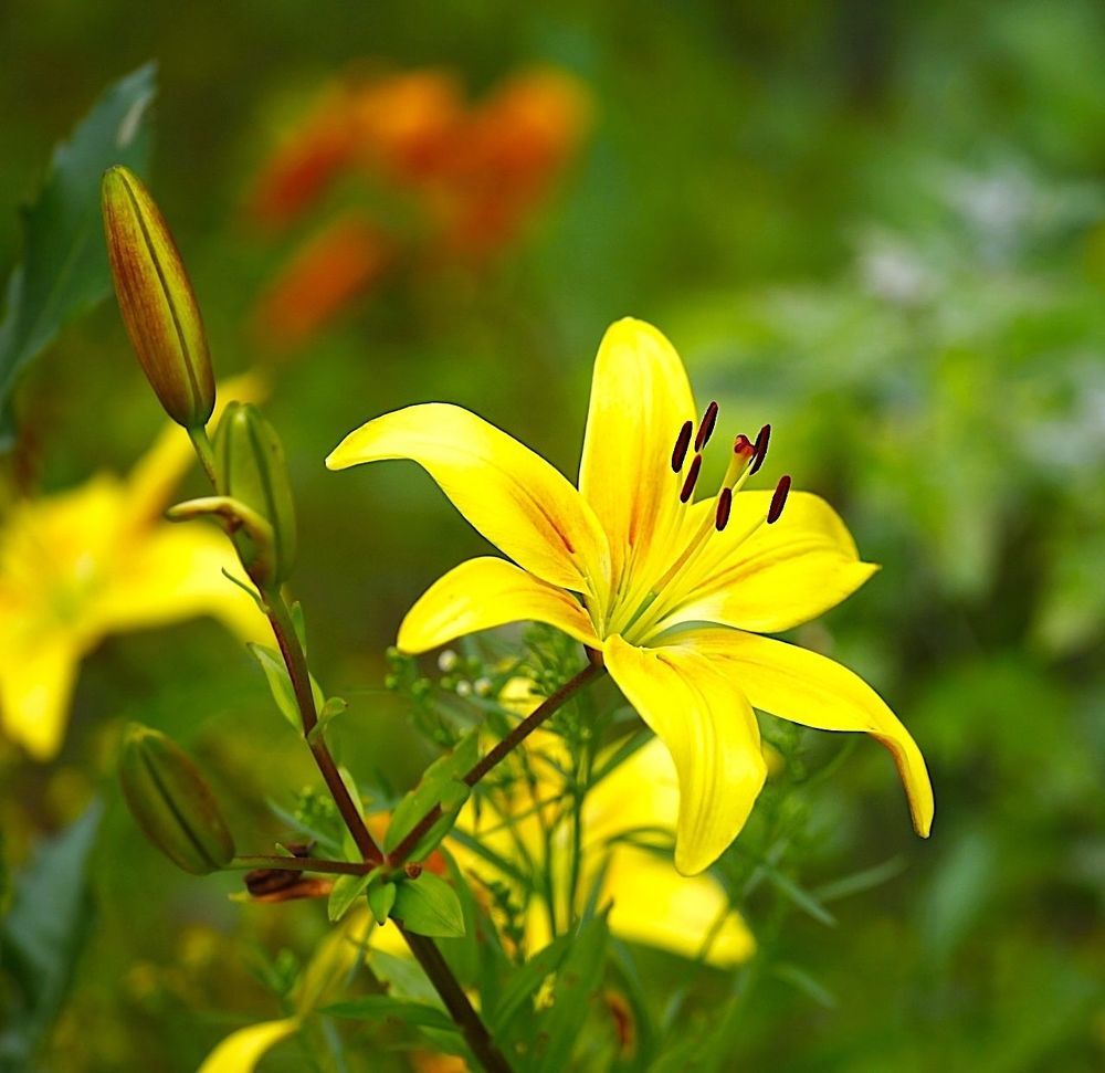 Lily
