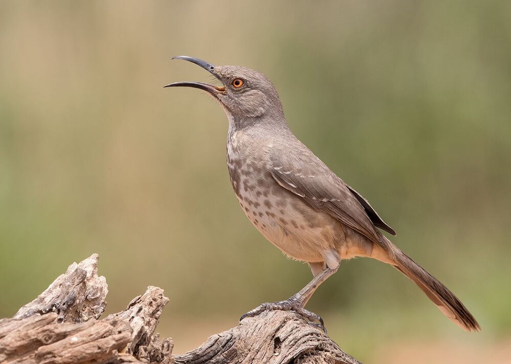 Пятнистый кривоклювый пересмешник -Curve-billed Thrasher