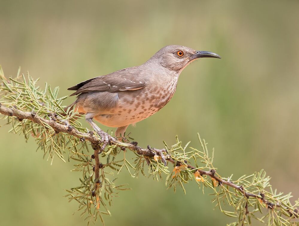 Пятнистый кривоклювый пересмешник -Curve-billed Thrasher