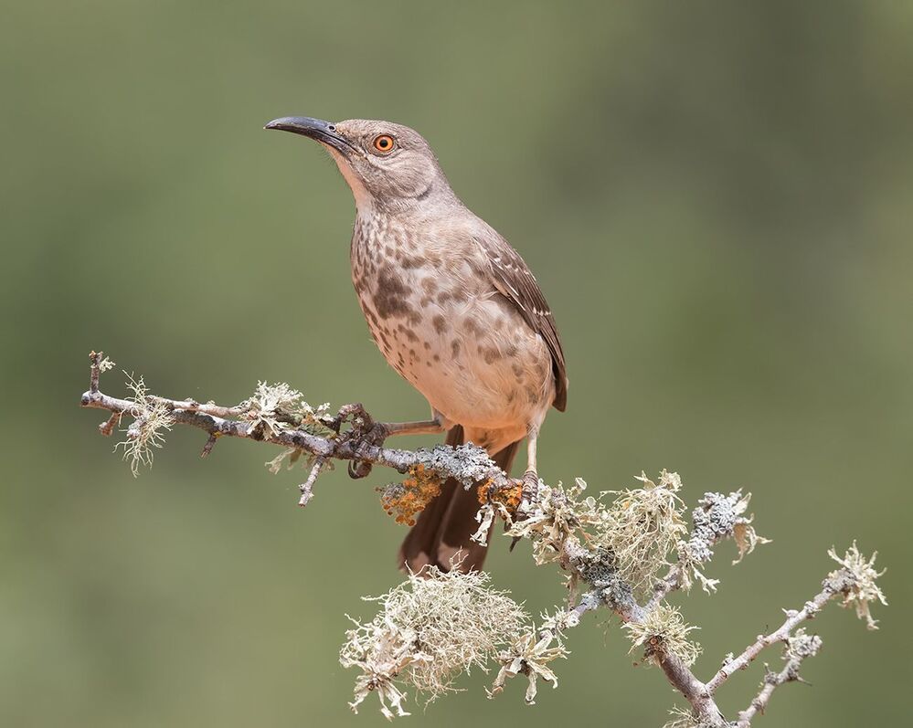 Пятнистый кривоклювый пересмешник -Curve-billed Thrasher