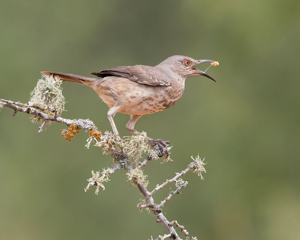 Пятнистый кривоклювый пересмешник -Curve-billed Thrasher