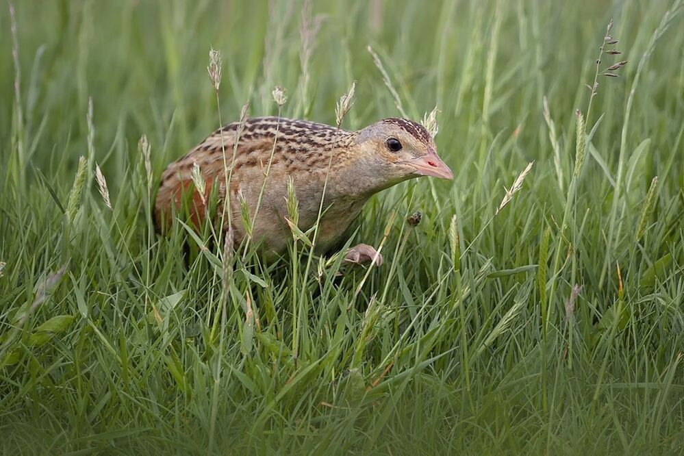 Corncrake (коростель)