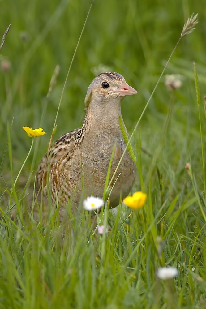 Corncrake (коростель)