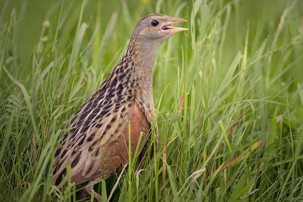 Corncrake (коростель)