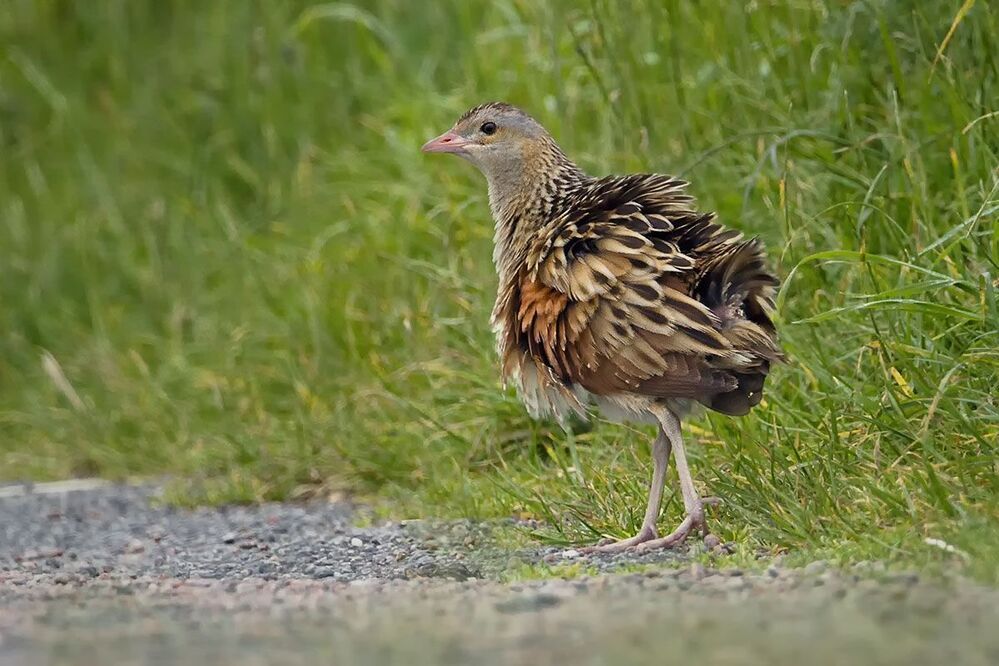 Corncrake (коростель)