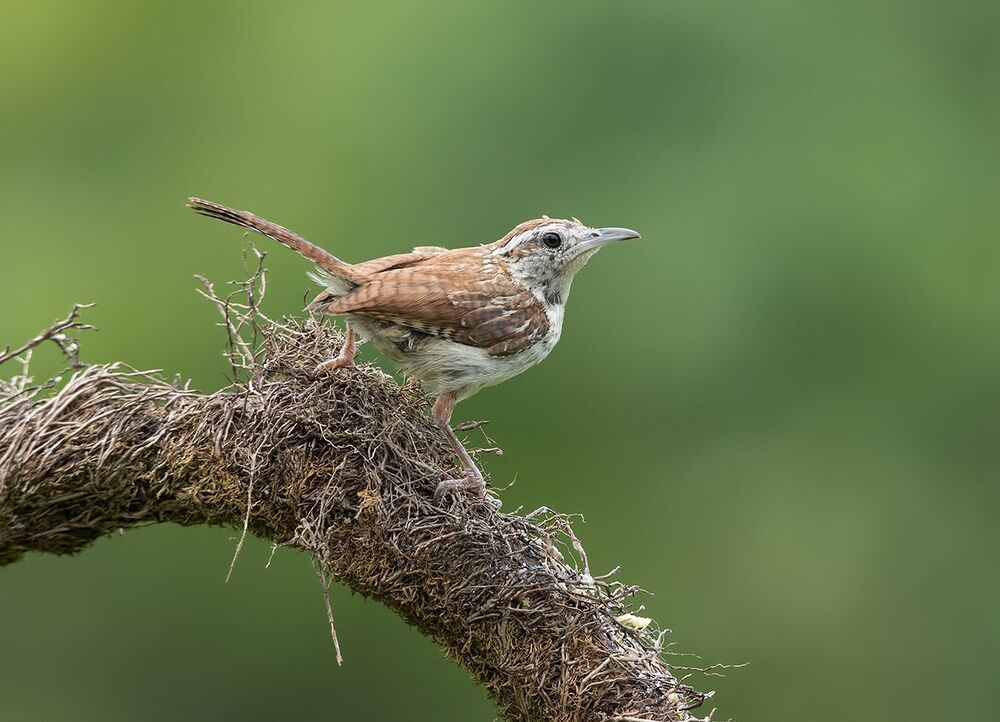Крапивник Каролинский  - Carolina Wren (Juvenile)