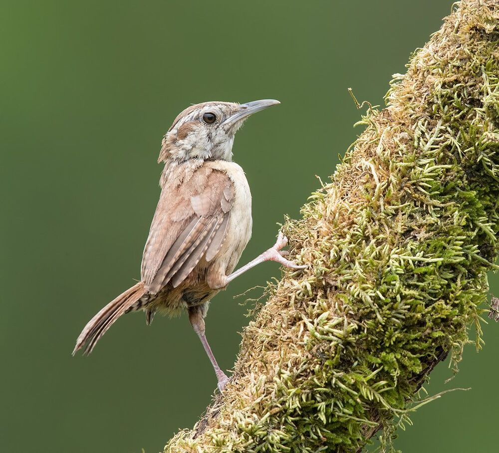 Крапивник Каролинский  - Carolina Wren (Juvenile)