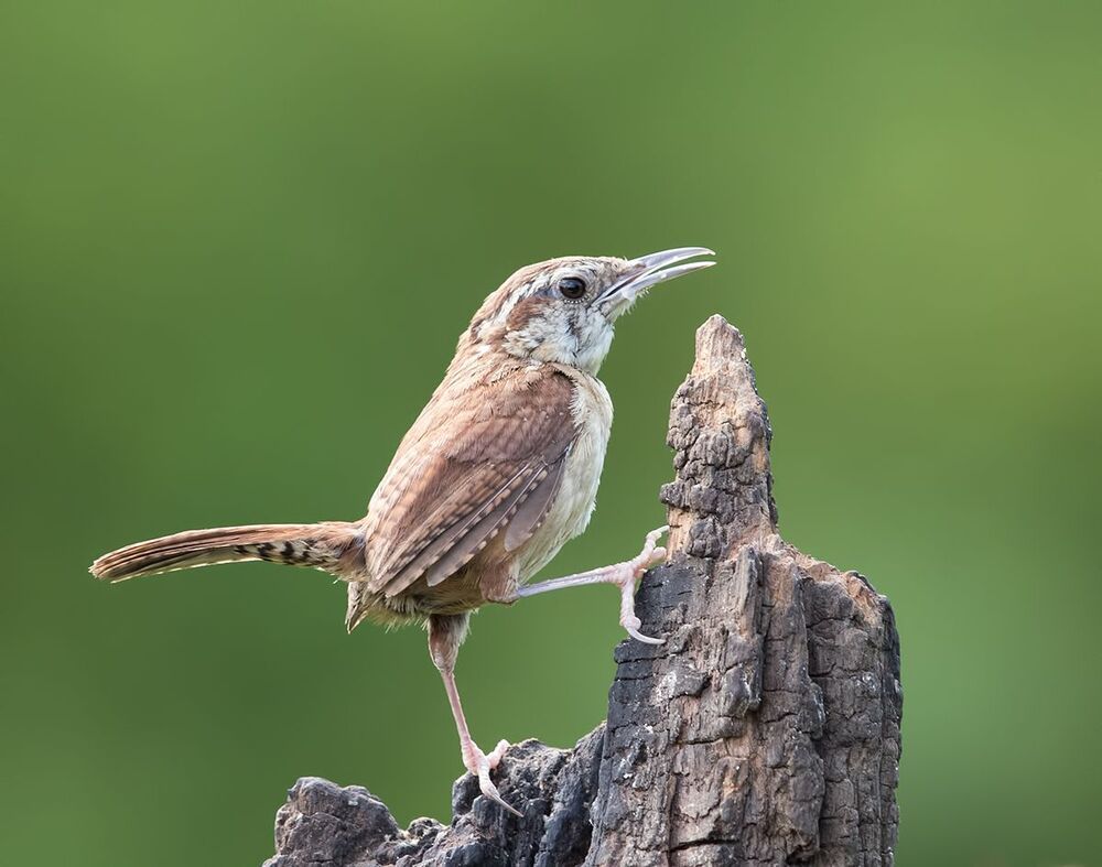 Крапивник Каролинский  - Carolina Wren (Juvenile)