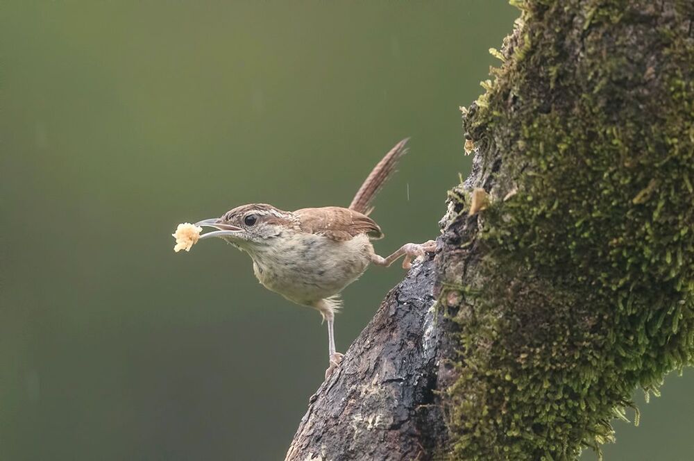 Крапивник Каролинский  - Carolina Wren (Juvenile)