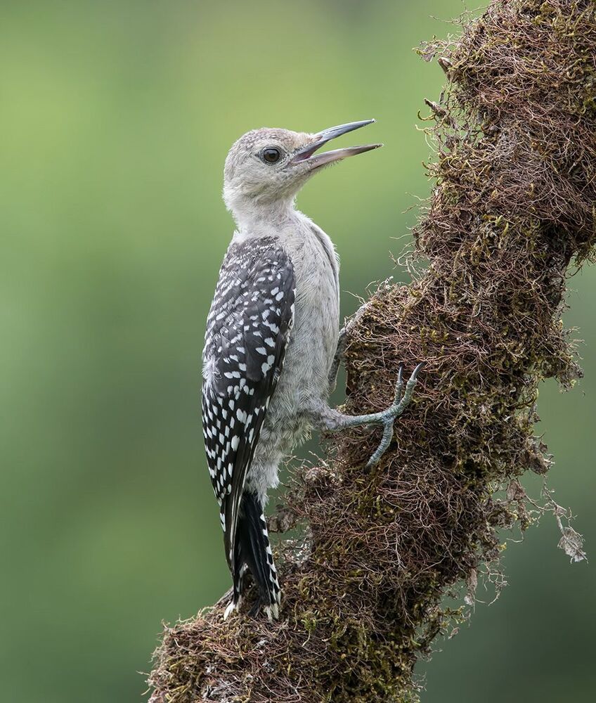 Дятлы - Каролинский меланерпес - Red-bellied Woodpecker (Juvenile)