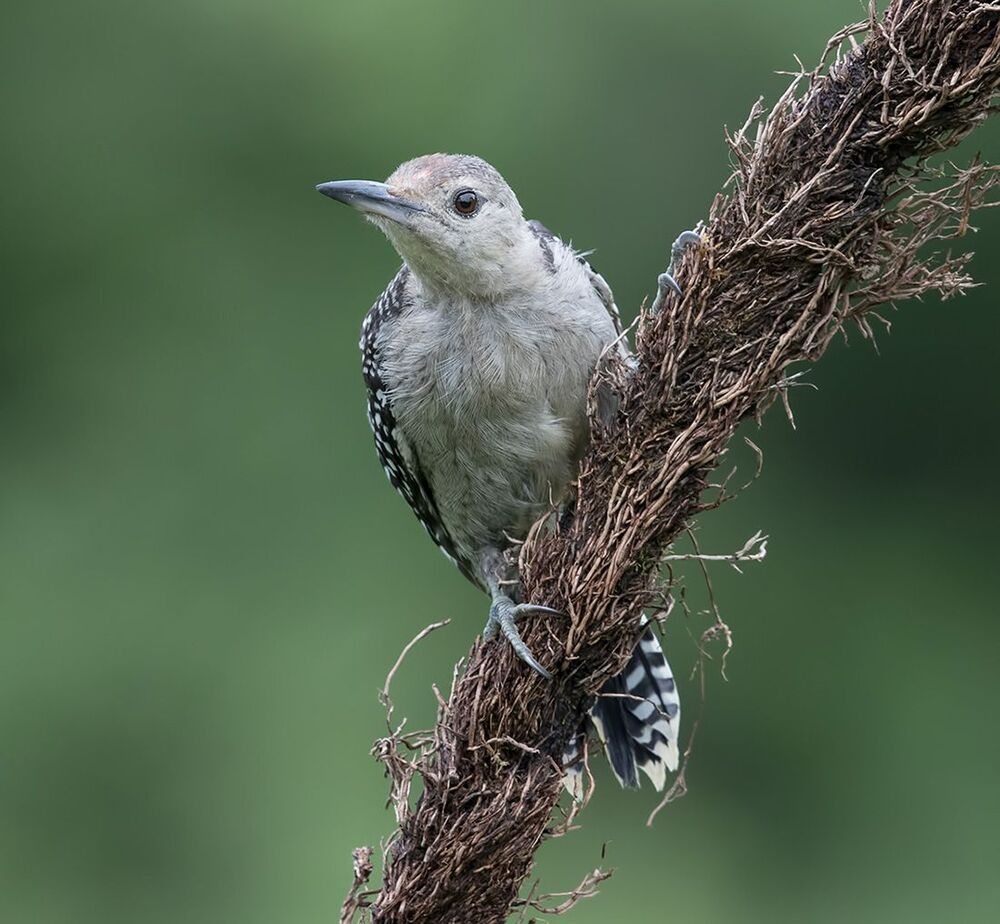 Дятлы - Каролинский меланерпес - Red-bellied Woodpecker (Juvenile)