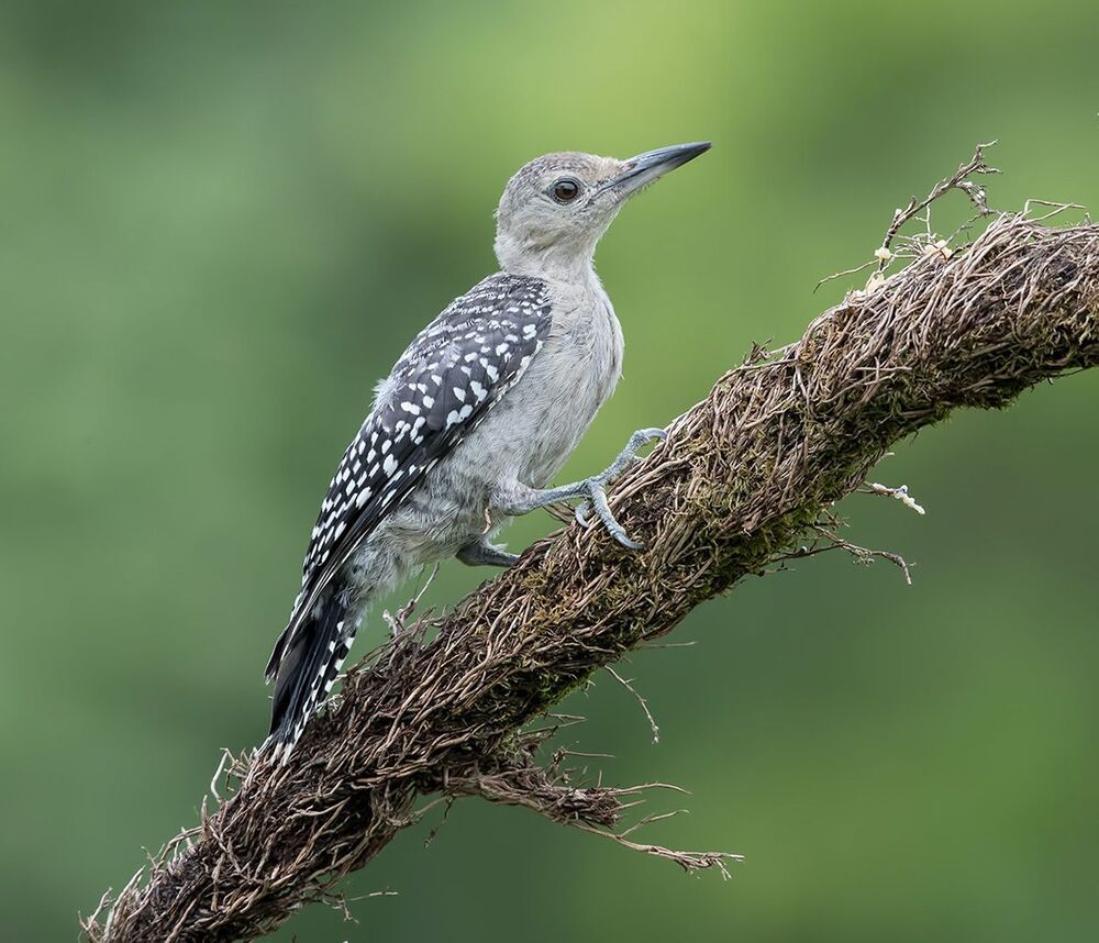 Дятлы - Каролинский меланерпес - Red-bellied Woodpecker (Juvenile)