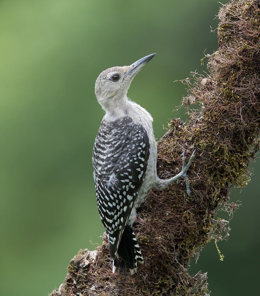 Дятлы - Каролинский меланерпес - Red-bellied Woodpecker (Juvenile)