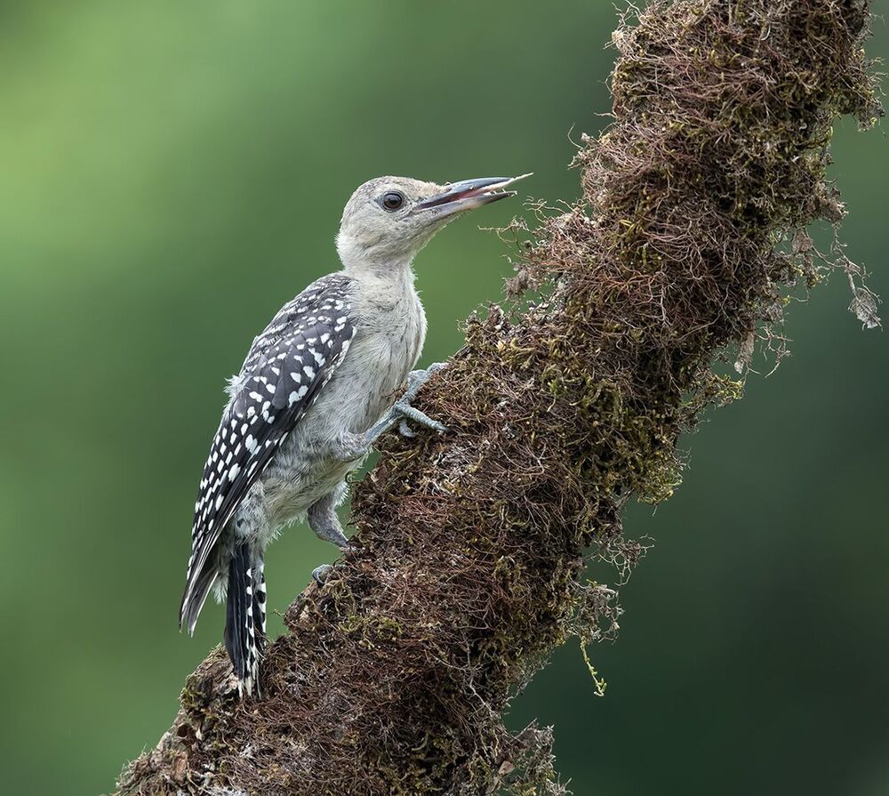 Дятлы - Каролинский меланерпес - Red-bellied Woodpecker (Juvenile)