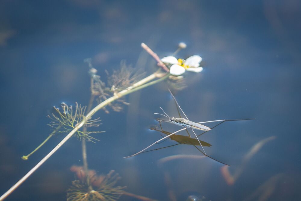 Life of insects