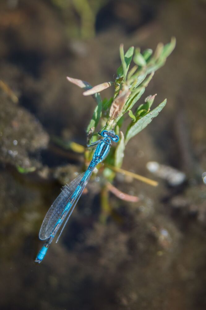 Life of insects