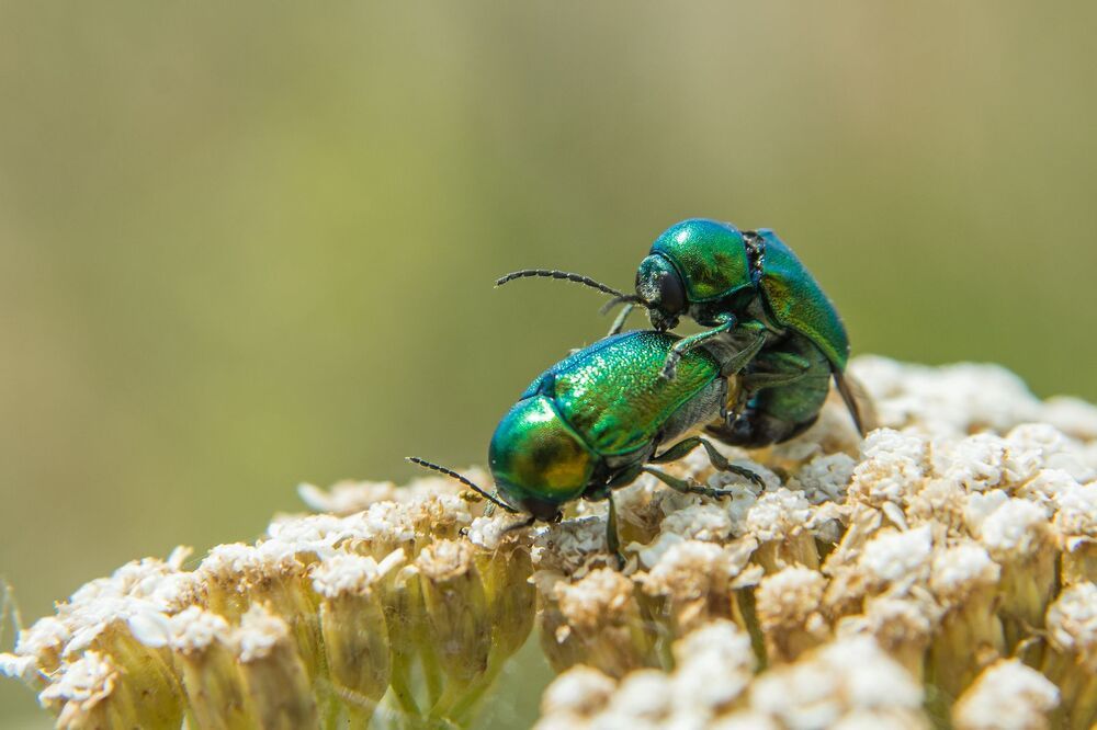Life of insects