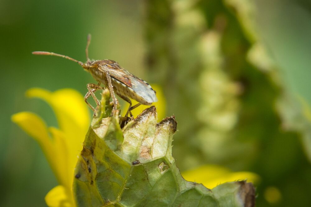 Life of insects