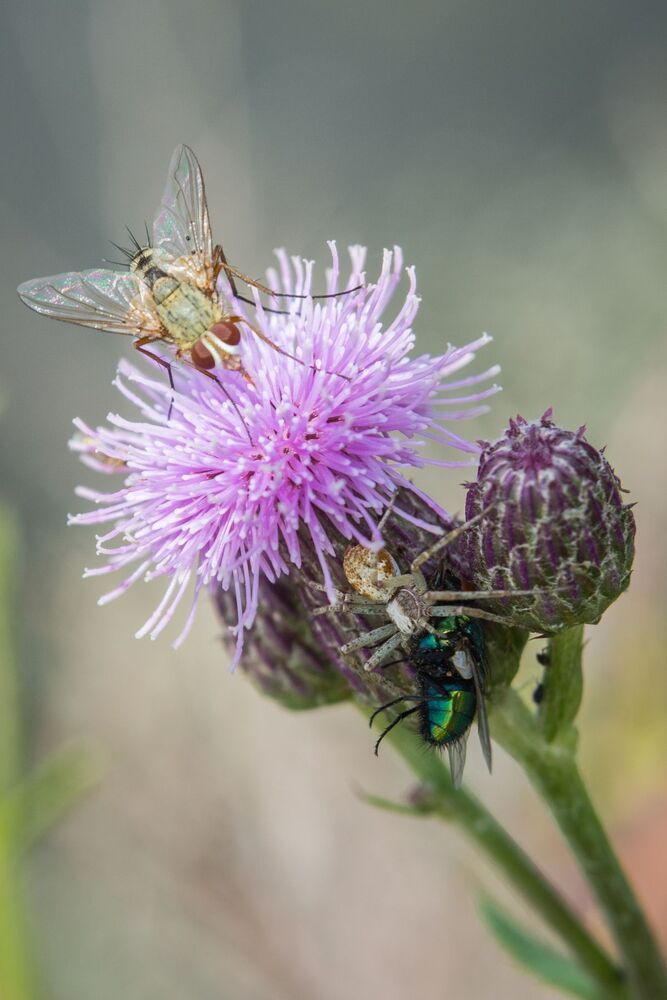 Life of insects