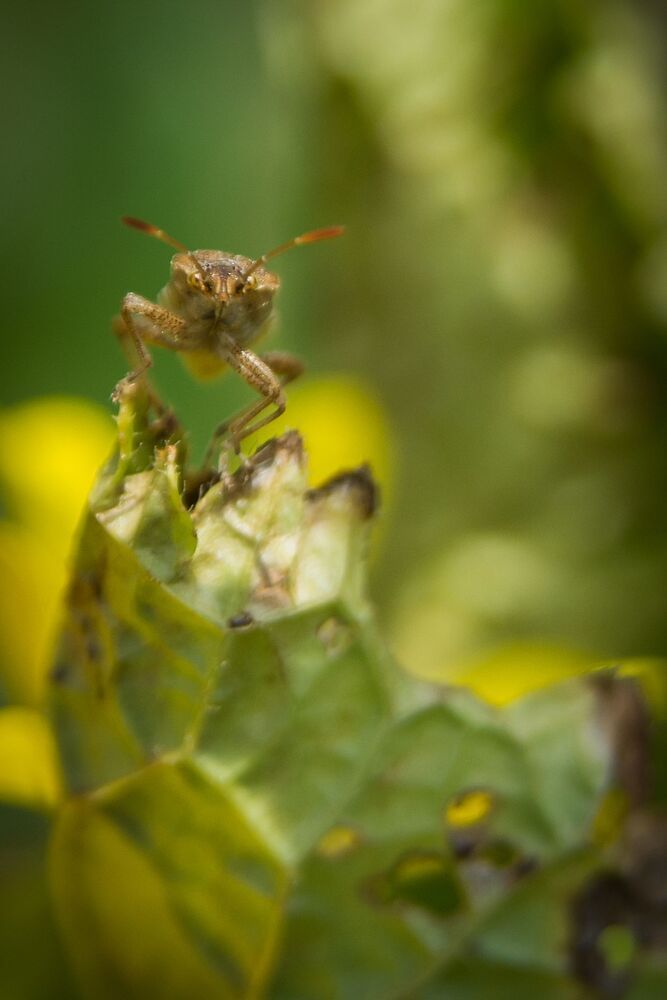 Life of insects