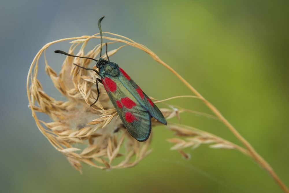 Life of insects