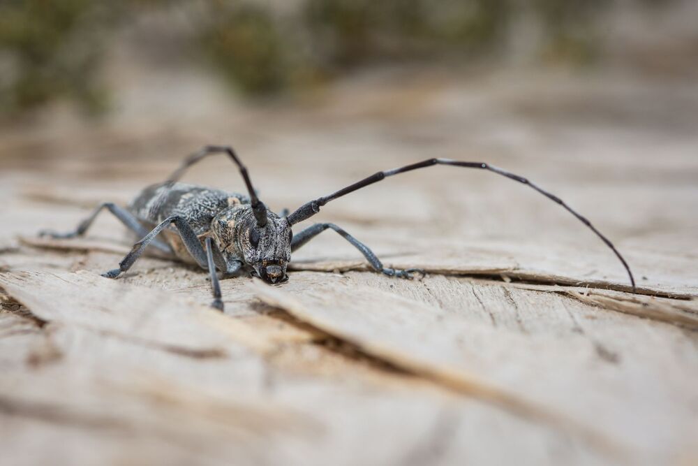 Life of insects