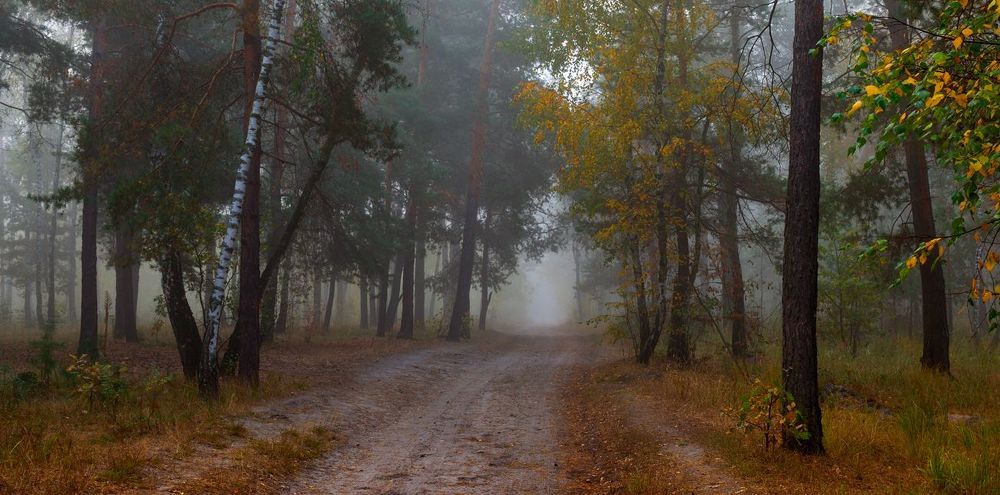 Туманное утро в лесу, октябрь