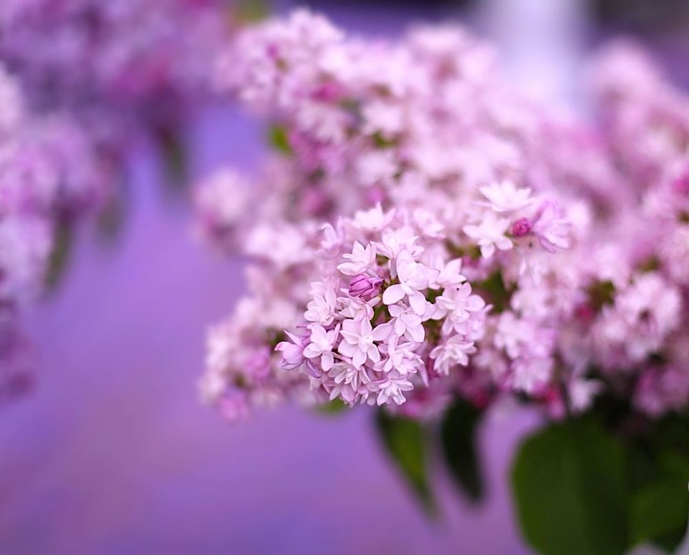 Lilac