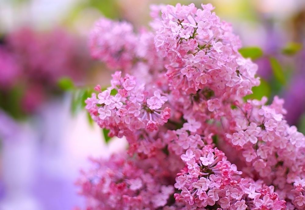 Lilac