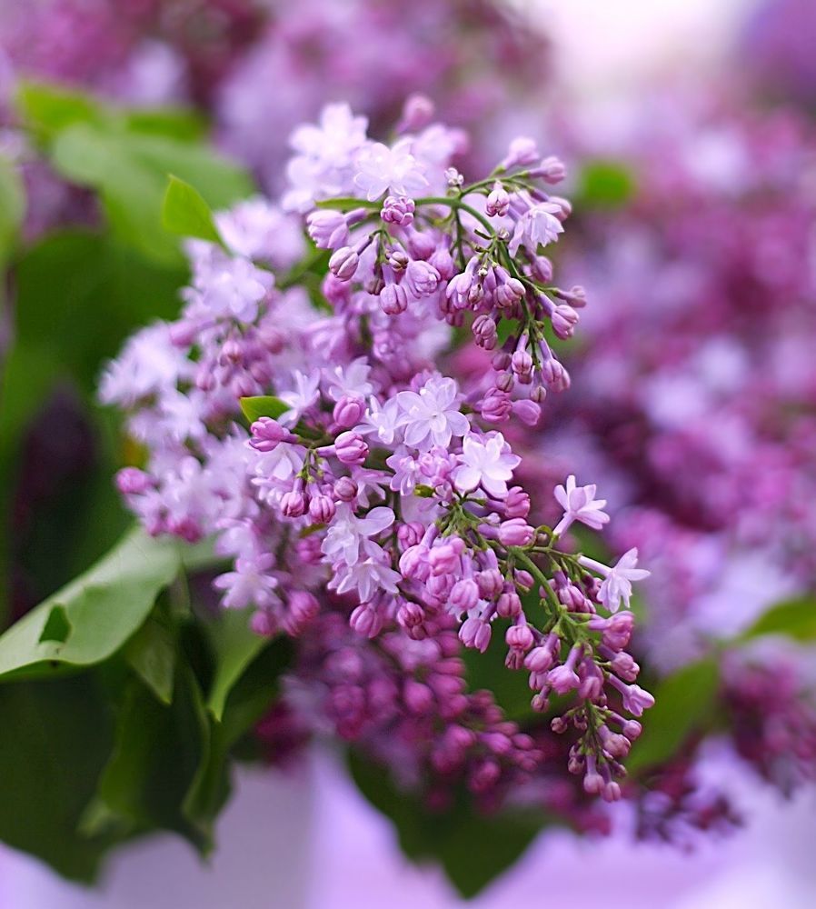 Lilac
