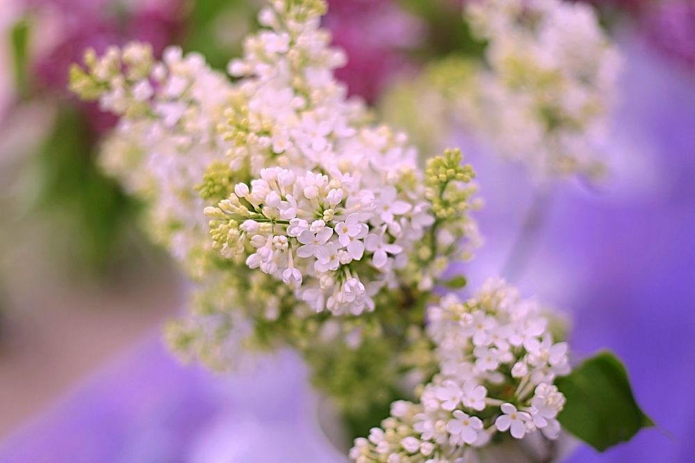Lilac