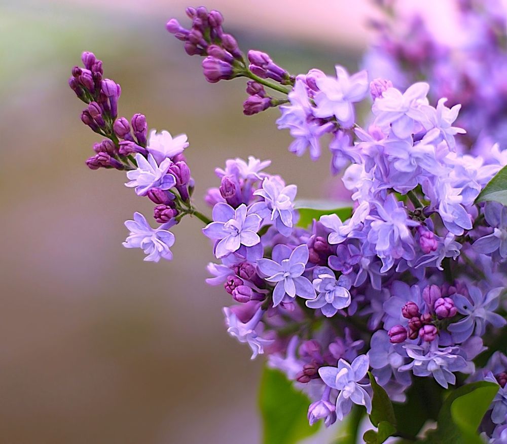 Lilac