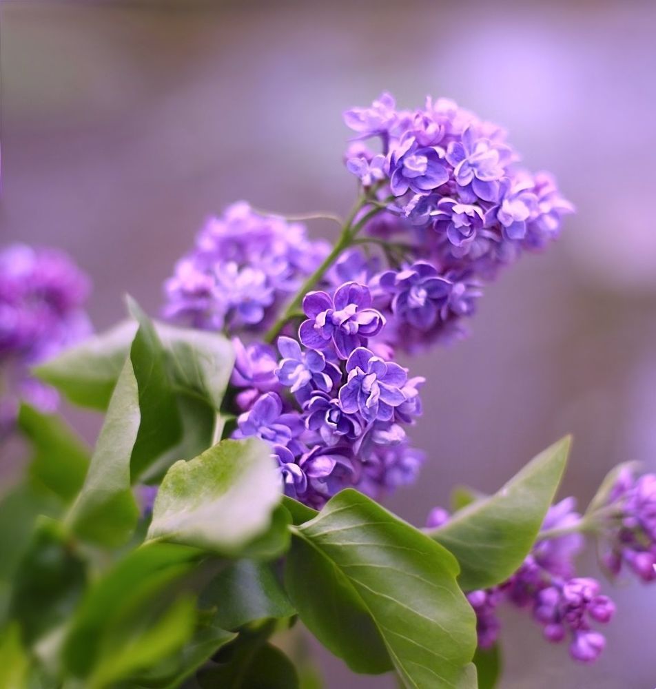 Lilac