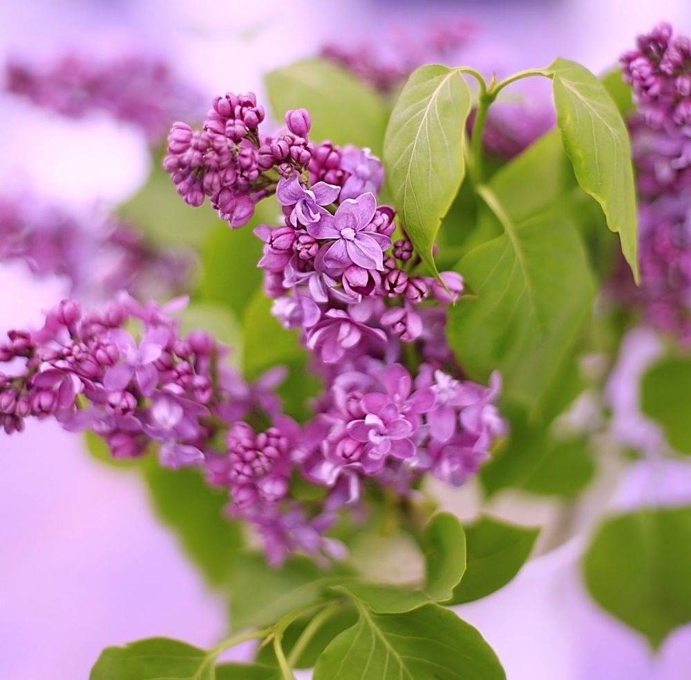Lilac